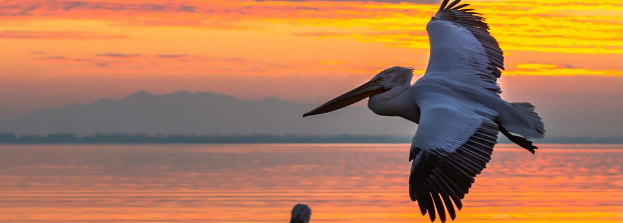 Pelicans