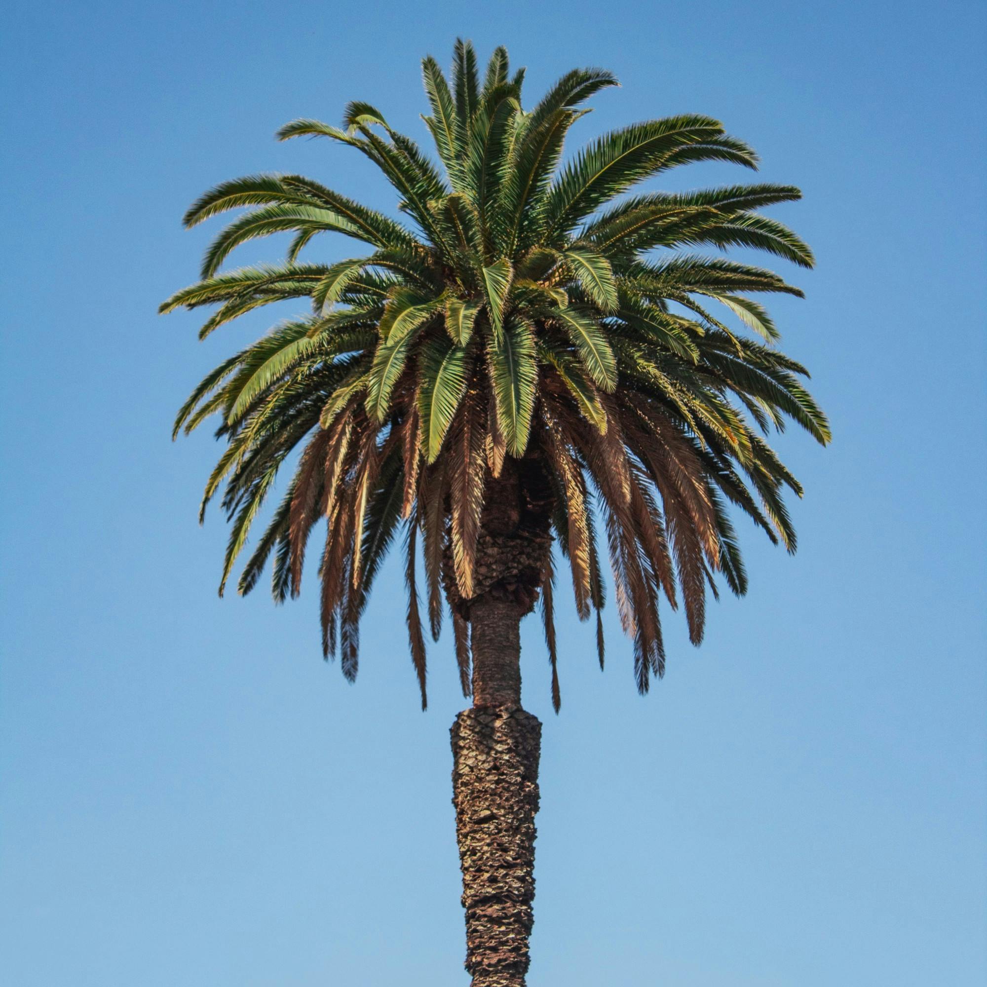 Palm Tree CA